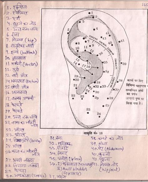 Ear Chart To Map Acupuncture Points And Organs Auriculotherapy Artofit