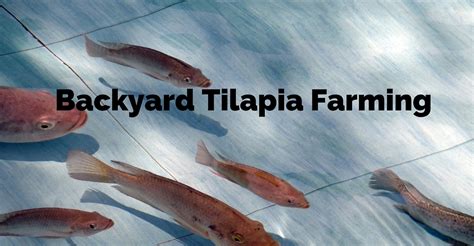 Turn Your Backyard Into A Fish Farm Raise Tilapia At Home Institute