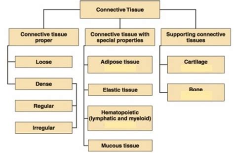 Connective Tissue Exam Ii Flashcards Quizlet