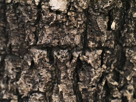 Old Tree Texture Stock Photo Image Of Closeup Natural 77028744