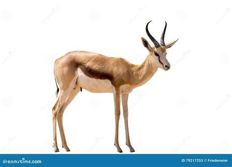 Springbok Full Body Portrait Antidorcas Marsupialis Royalty Free Stock