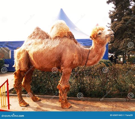 Bactrian Camel In The City Stock Image Image Of Clouds 63691443