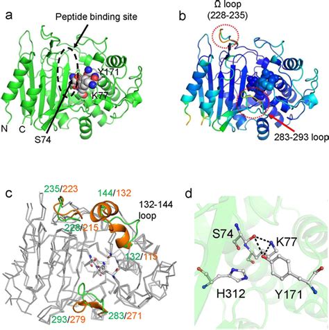 Crystal Structures Of Adp Apo Form A Overall Structure Of Adp Download Scientific Diagram