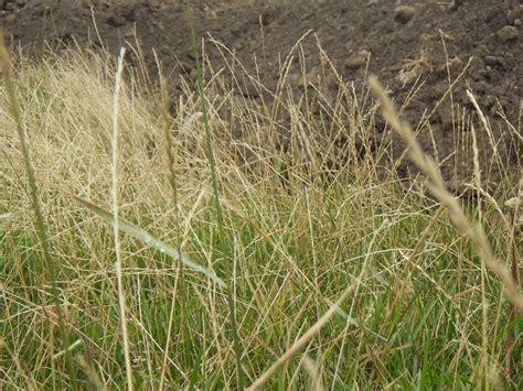 Perennial Ryegrass Sustainable Agriculture Research And Education Program