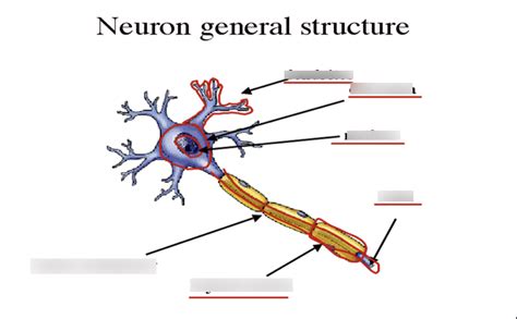 Neurons Week Diagram Quizlet