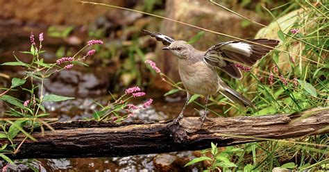 10 Fun Facts About the Northern Mockingbird | Audubon