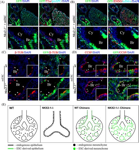 Blastocyst Complementation Reveals That NKX21 Establishes The Proximal