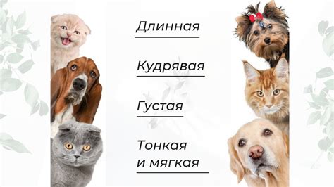 Машинка для стрижки собак и кошек с длинной шерстью, мощная машинка для ...
