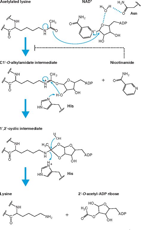 Figure From Erasers Of Histone Acetylation The Histone Deacetylase