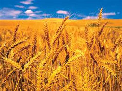 Over Million Metric Tonnes Wheat Produced In Pakistan Cheema