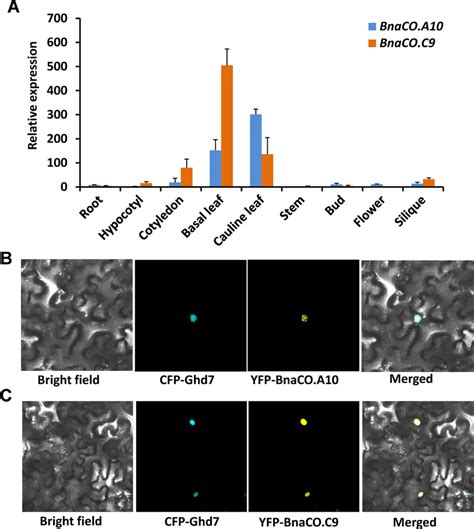 Tissue Expression Patterns And Subcellular Localization Analysis Of