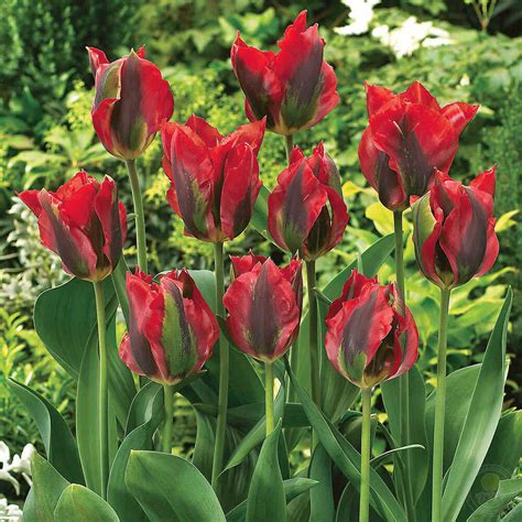 Тюльпан Голливуд (Tulipa Hollywood) купить луковицы в Москве по низкой ...