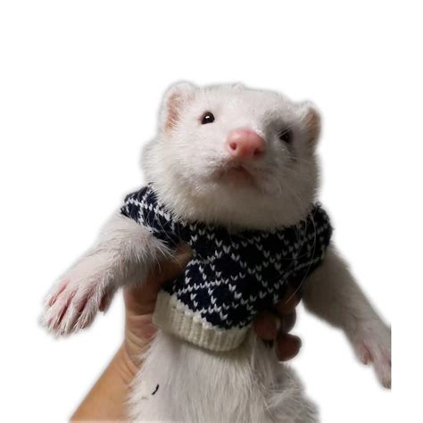 Ferrets Wearing Clothes