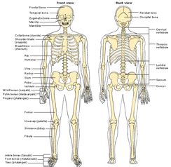 Skeletal System - Scoliosis