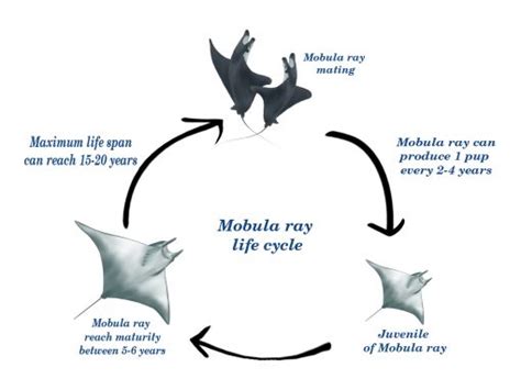 Mobula ray population status : Growth, Productivity, Mortality