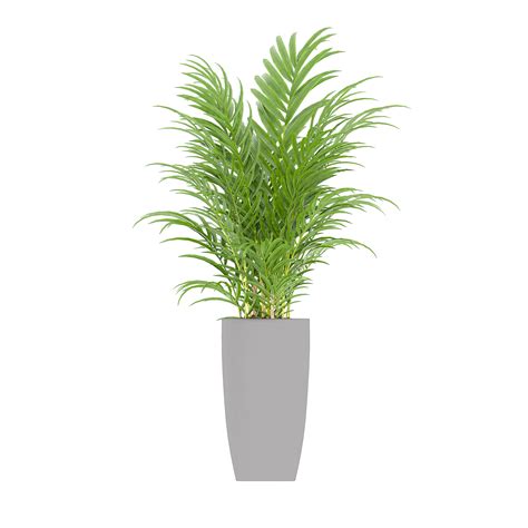 Plantas En Macetas Png Plantas Verdes Planta Plantas En Macetas Png