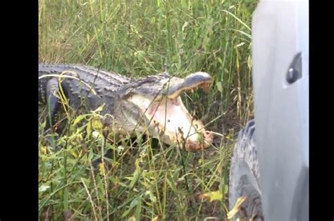 This Is What Happens When You F Ck With A Big Ass Alligator