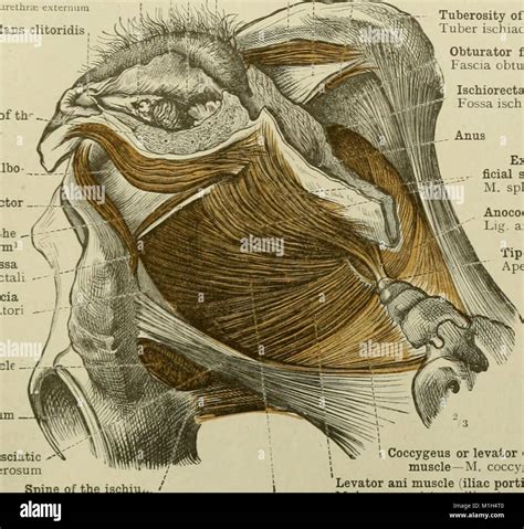 Atlas And Textbook Of Human Anatomy Hi Res Stock Photography And Images