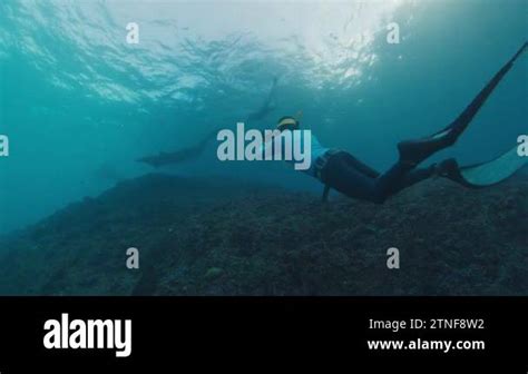 Underwater Photographer Takes Picture Of Manta Ray Freediver With