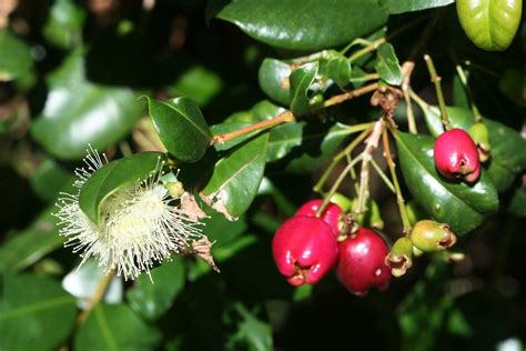 Syzygium Australe Scrub Cherry Cultivated Syzygium Aus Flickr