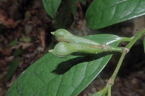 Anaxagorea Luzonensis Annonaceae Image At Phytoimages Siu Edu