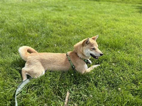 Lost Shiba (Todd) : r/Seattle