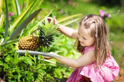 Dole Pineapple Plantation Tour | Oahu Circle Island | IMI Tours