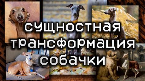 сущностная трансформация - YouTube