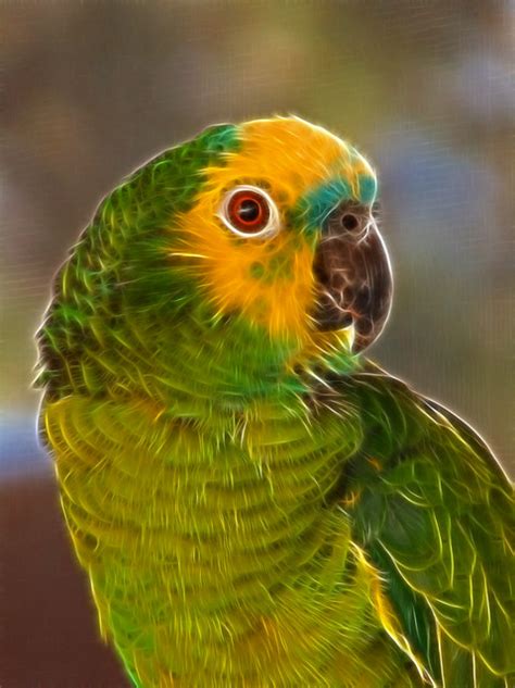 Baby Blue Amazon Blue Front Talking Pet Parrot Portrait A Photo On