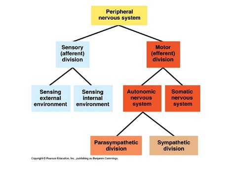 Nervous System Ap Biology Ppt Download