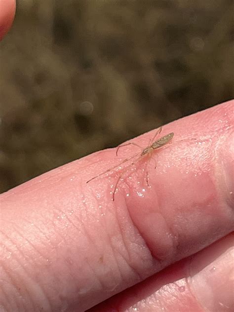 Tetragnatha From Laguna Atascosa National Wildlife Refuge Rio Hondo