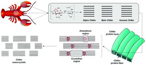 Schematic Illustrations For Chitin Structures And Polymorphs And For Download Scientific