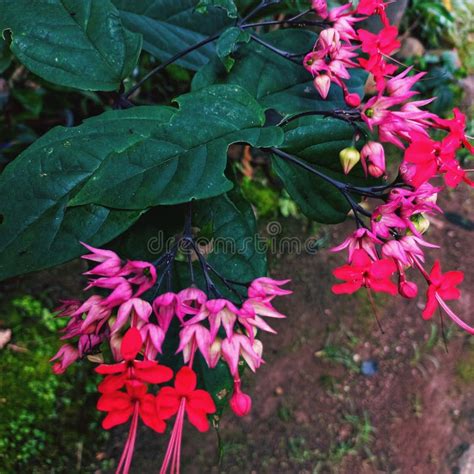 Clerodendrum Thomsoniae Is A Type Of Ornamental Climbing Plant