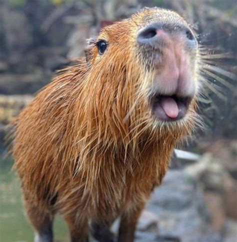 Pin By Guldi On Kapibarki Capybara Pet Capybara Funny Animals