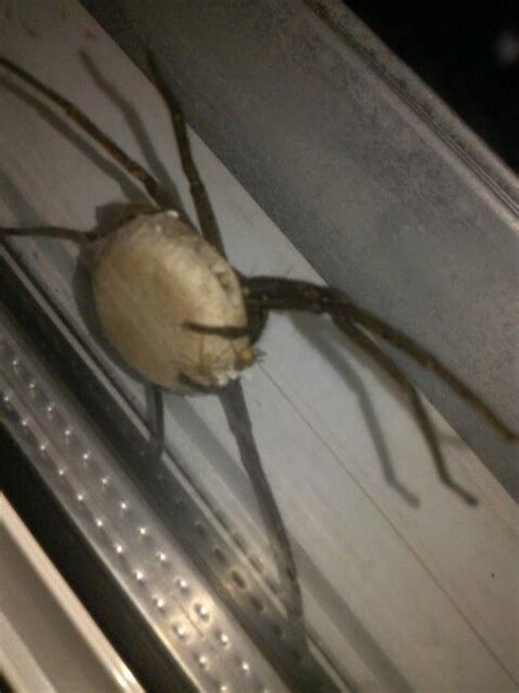 Spider Holding Egg Sack With Babies Hatching Out Hatch Baby Arachnids