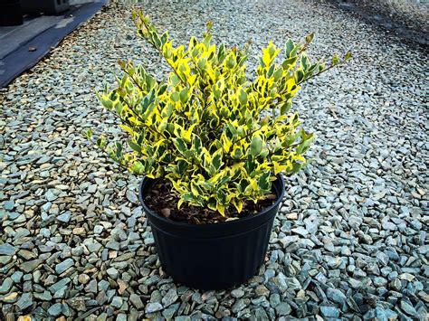 Jack Frost Privets For Sale Online | The Tree Center