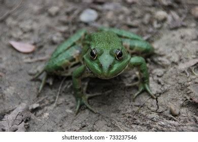 Frogy Images, Stock Photos & Vectors | Shutterstock