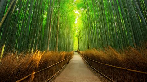 Path In Bamboo Forest In Arashiyama Kyoto Japan Windows Spotlight