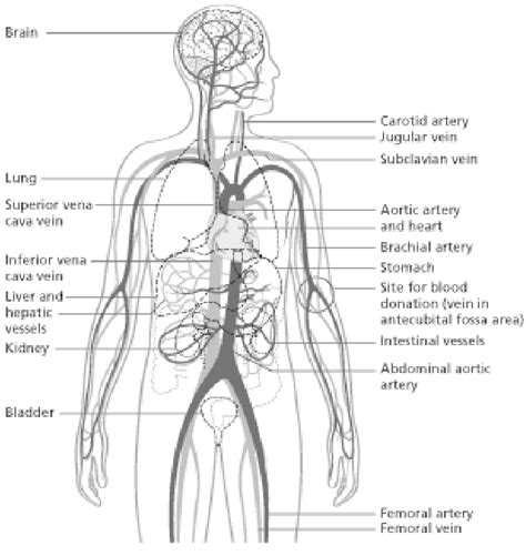 Circulatory System Diagram Labeled Veins