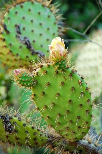 Edible opuntia Cactus Plants — Stock Photo © Nikonite #1331721