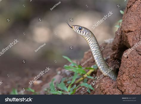 Indian Ratsnake Ptyas Mucosa Sri Lanka Foto De Stock 632112977