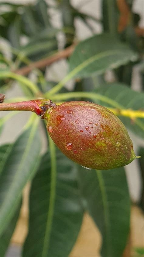 Nectarina Prunus Persica Var Nucipersica Nectarina Mario Melhado