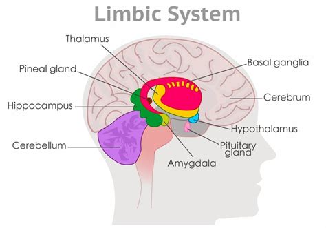 What Is The Amygdala Function And Brain Location