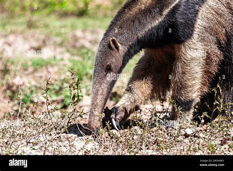 Oso hormiguero hi-res stock photography and images - Alamy