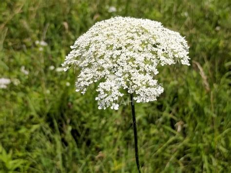 How To Identify Poison Hemlock And Its Lookalikes Deadly Plants