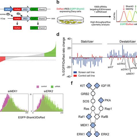 Inhibition of the MEK/ERK pathway increases Shank3 abundance in vivo. a ... 