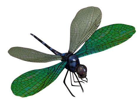 Collection Of Dragonfly Png Pluspng