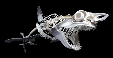 Basking Shark Skeleton
