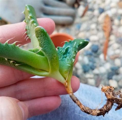 Фаукария: уход в домашних условиях, пересадка и размножение, виды