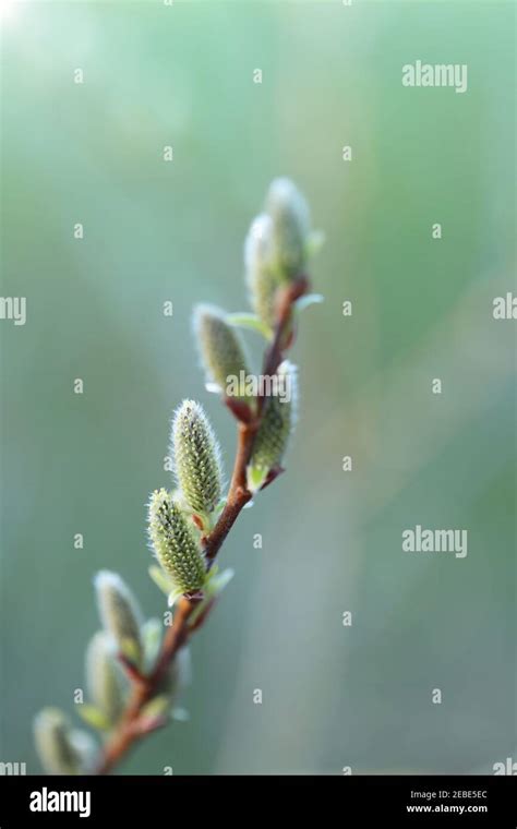 Pussy Willow Branch Close Up On A Green Blurred Forest Background